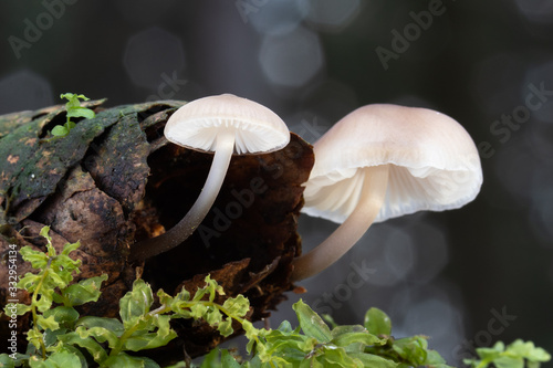 Mushroom, photo Czech Republic, Europe