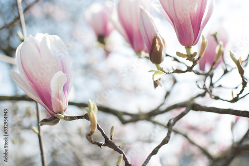 Rosa Magnolia