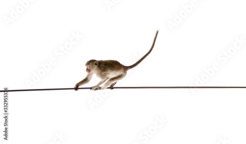 Monkey swinging on rope isolated on white background with copy space