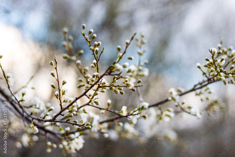 Tree buds in the spring. Plum buds. Plum blossom Tree buds in the spring. Plum buds. Plum blossom