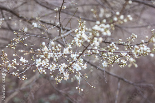 Tree buds in the spring. Plum buds. Plum blossom