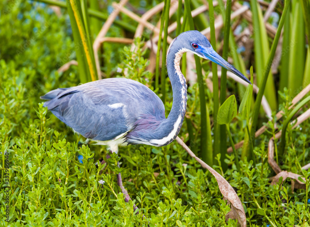 A Tri-colored Heron in mating plumage sits in a wetland at the Wakodahatchee Wetlands in Delray, Florida. A Tri-colored Heron in mating plumage sits in a wetland at the Wakodahatchee Wetlands in Delray, Florida.