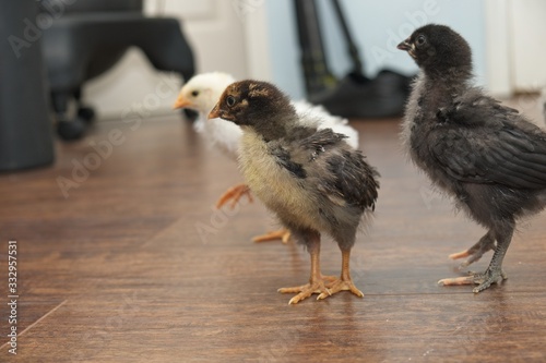 Pullet Chicken chicks indoors