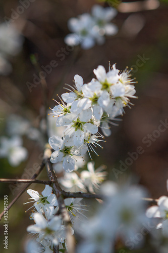 white forest flowers in spring