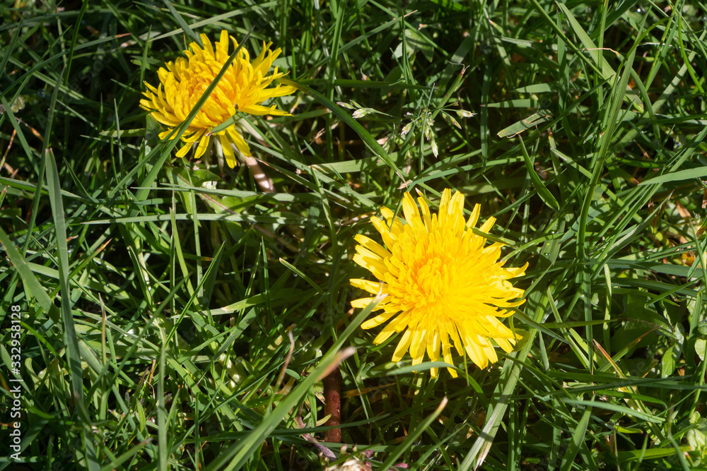 Dandelion in a garden during spring Dandelion in a garden during spring