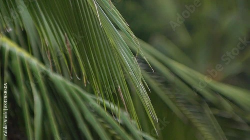 Life jungle, palm trees, natural phenomenon, tropics, tropical rain, animal life photo