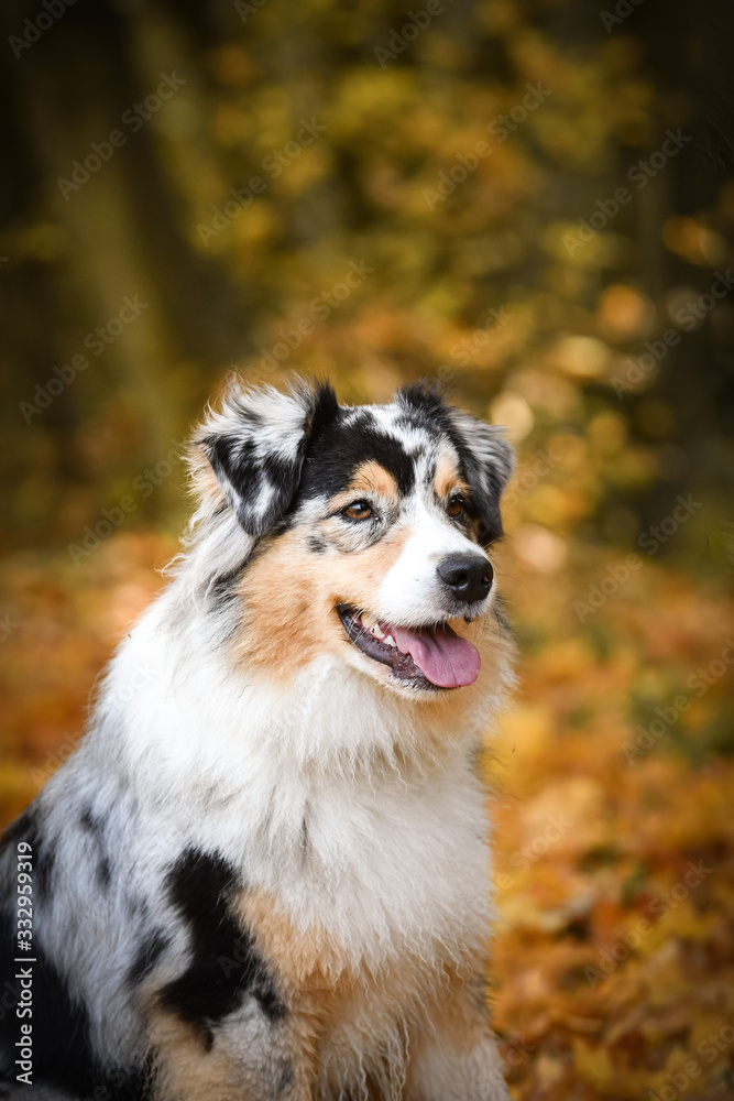 Australian shepherd is sitting in nature around are leaves in air. She is so cute dog.