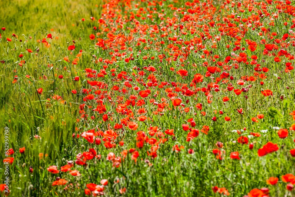 Rote Mohnblumen in einem Feld