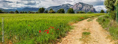 Weg durch Mohnblumenfelder