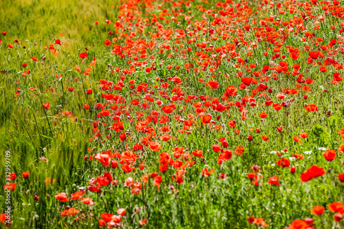 Rote Mohnblumen in einem Feld