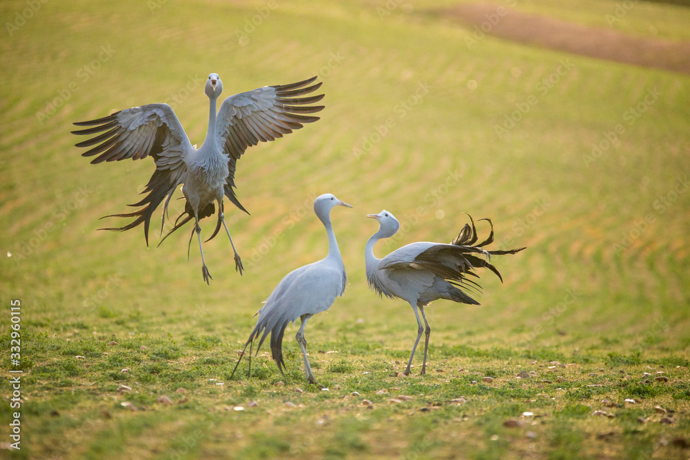 Obraz premium Close up image of Blue Cranes on a wheat field in the overberg of south africa