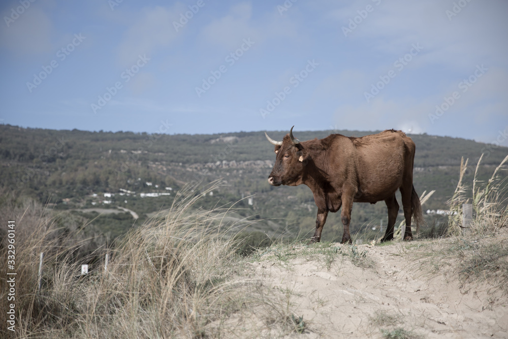 A Brown Corriente Cattle Breed with two horns standing with a hilly mountain view A Brown Corriente Cattle Breed with two horns standing with a hilly mountain view