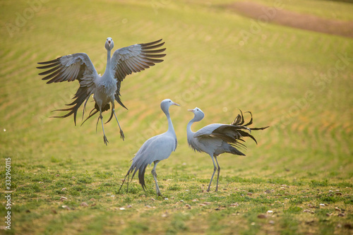 Close up image of Blue Cranes on a wheat field in the overberg of south africa photo