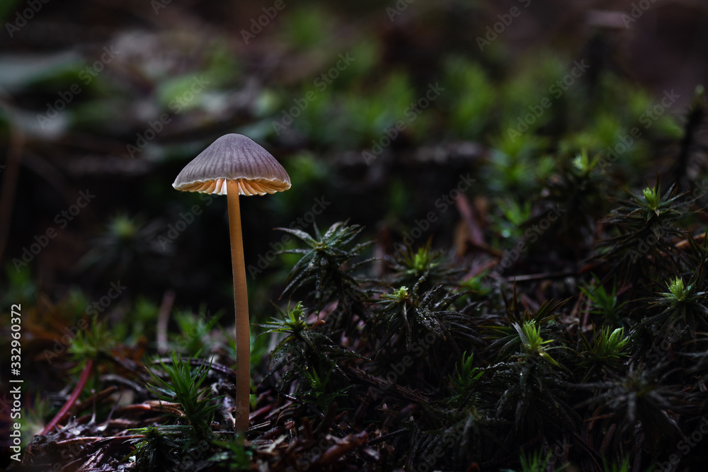 Mushroom, photo Czech Republic, Europe Mushroom, photo Czech Republic, Europe