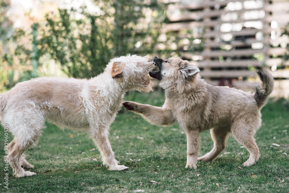 Fototapeta premium junge Hunde spielen im Garten