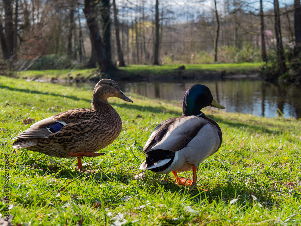 Birds and animals in wildlife concept. Amazing closeup view of brown mallard female and male duck on the grass on sunlight with others swimming nearby in water of park river landscape. Birds and animals in wildlife concept. Amazing closeup view of brown mallard female and male duck on the grass on sunlight with others swimming nearby in water of park river landscape.