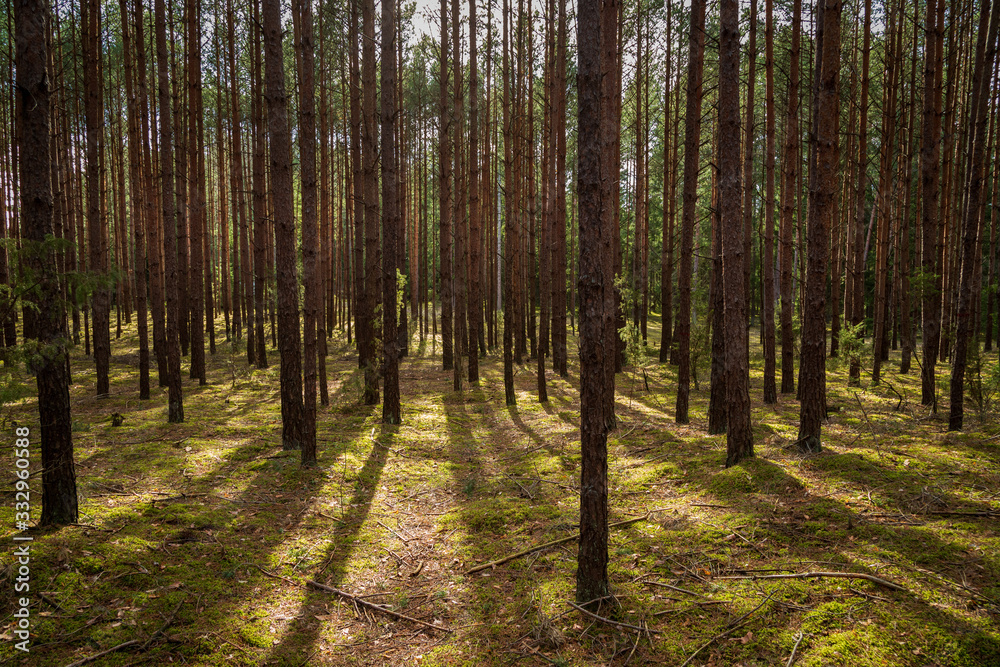 Forrest - Forest Knyszyn (Poland) Forrest - Forest Knyszyn (Poland)