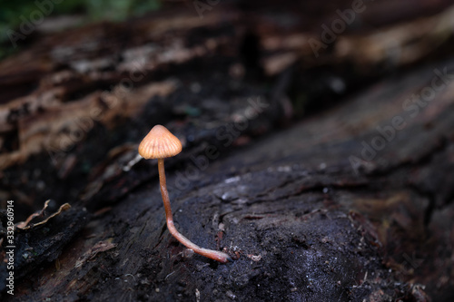 Mushroom, photo Czech Republic, Europe