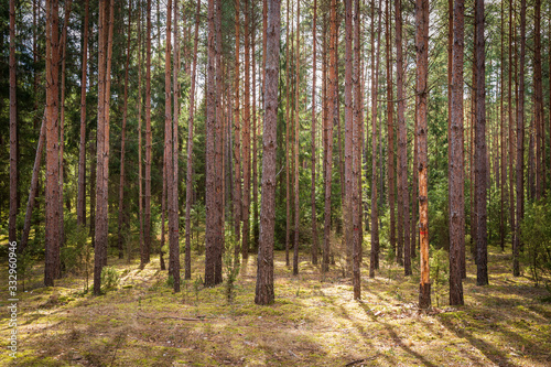 Forrest - Forest Knyszyn (Poland)