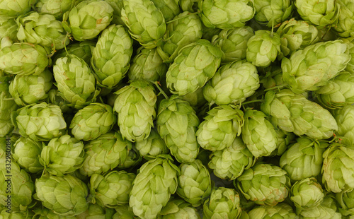 Fotografie Close up background of fresh green beer hops