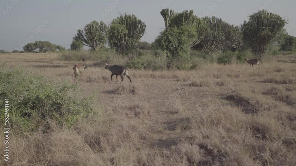 Impalas in the savannas of Africa. Wild animals in their natural habitat. Grassland. Impalas in the savannas of Africa. Wild animals in their natural habitat. Grassland.