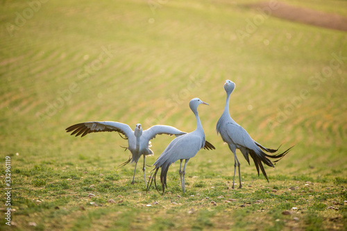 Close up image of Blue Cranes on a wheat field in the overberg of south africa © Dewald