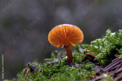 Mushroom, photo Czech Republic, Europe