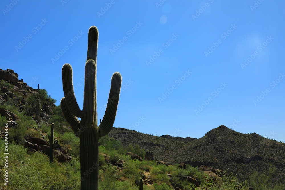 Silhouette of cactuses in the desert