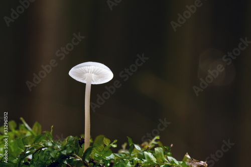 Mushroom, photo Czech Republic, Europe