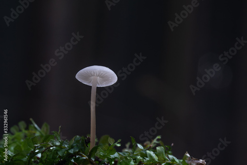 Mushroom, photo Czech Republic, Europe