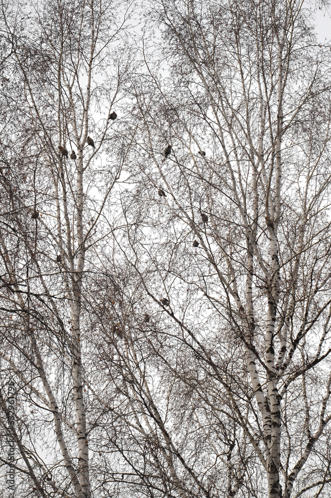 Waxworms (lat. Bombycilla garrulus) occupied birch. Many birds sit on branches. Spring landscape. Cloudy gray day. Vertical photo.