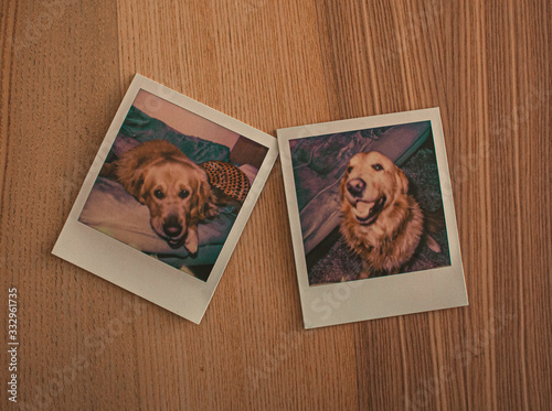 Dos polaroids de un golden retriever photo