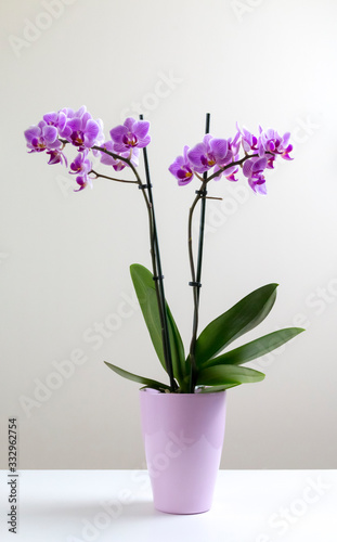 les fleures d'orchidée mauve en pot violet