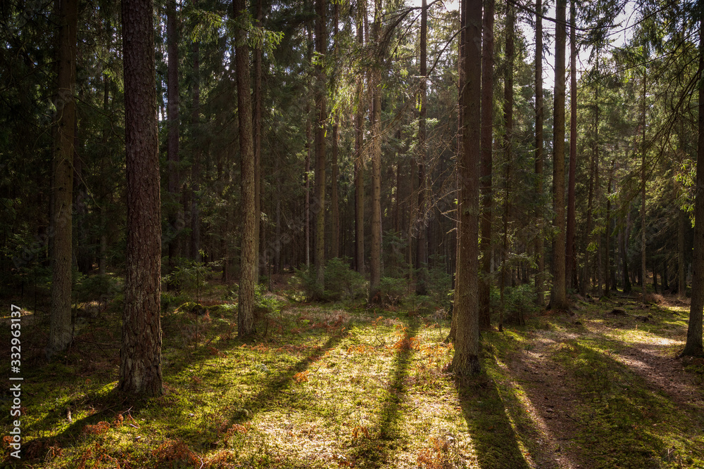 Forrest - Forest Knyszyn (Poland)