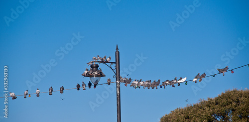 birds perched on power lines strung between lamp posts against a blue sky