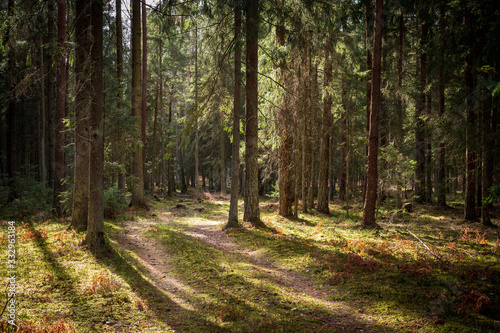 Forrest - Forest Knyszyn (Poland) © szczepank