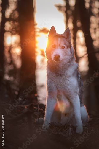 Huskyportrait photo