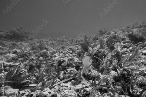 Underwater world. Tropical transparent ocean. Still Calm Sea Water Surface With Clear Sky And Underwater World Discovered.