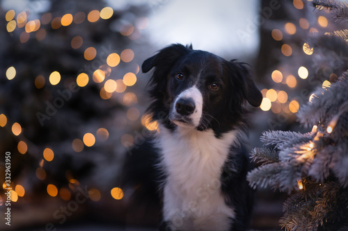 Hundeportrait