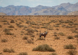 Oryx in the namib desert in Namibia