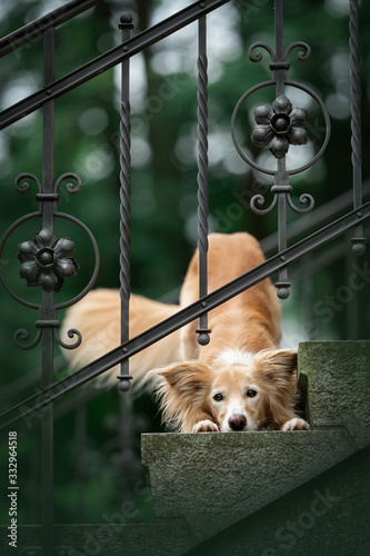 Süsser Windhund
