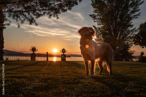 Hund am See