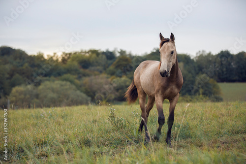 Beautiful and graceful quarter horse buck skin coloured portrait © Helga