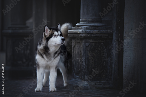Malamute in der Stadt