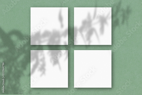 4 square sheets of white textured paper on the green wall. Mockup overlay with the plant shadows. Natural light casts shadows from flowers and leaves of daisies. Flat lay, top view