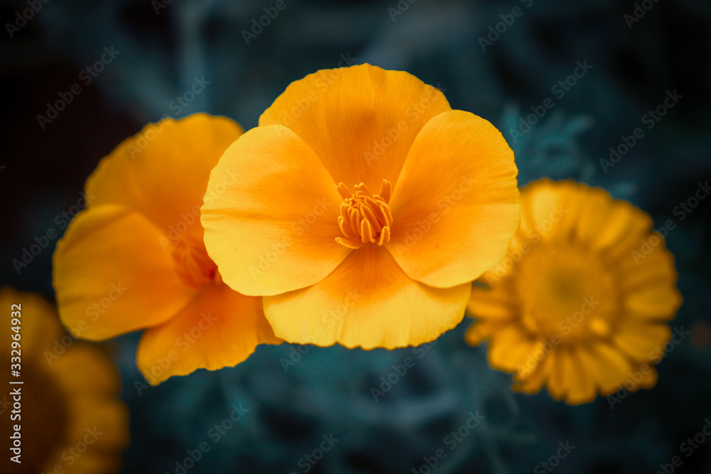 This is California poppy, the colour of this flower is yellow, with beautiful background. The Closeup shot of the poppy flower This is California poppy, the colour of this flower is yellow, with beautiful background. The Closeup shot of the poppy flower