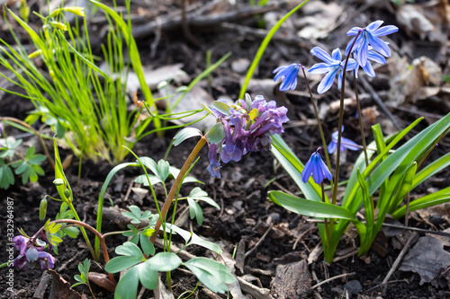 Blooming blue snowdrop  purple Corydalis. An unbroken goose onion grows nearby.