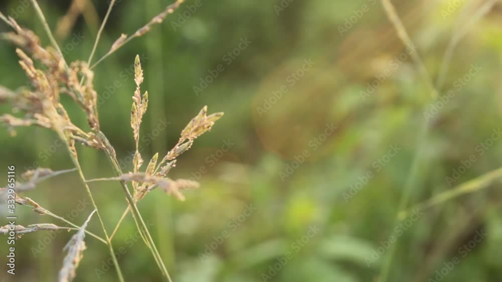 A Macro Shot of Full Bloom Wild Grass in the Meadow, Shot in the Evening During Golden Hour, Swaying in the Breeze, Blown by the Wind A Macro Shot of Full Bloom Wild Grass in the Meadow, Shot in the Evening During Golden Hour, Swaying in the Breeze, Blown by the Wind