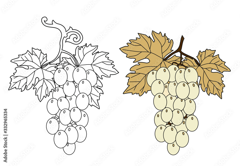 Fototapeta premium STYLIZED GRAPE WINE BLACK AND WHITE SPARKLING PROSECCO AND AMARONE UVA GRAPES WINE RED VINTAGE VINEYARDS GRAPPOLO VITE VIGNA