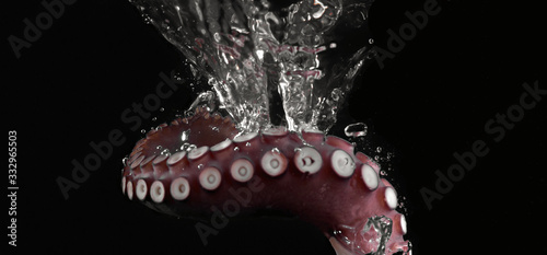 Fotografiet octopus tentacle water seafood animal